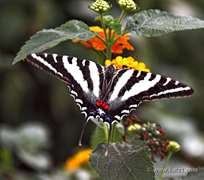 BZ Butterfly 2